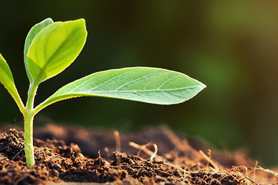 picture of a plant growing