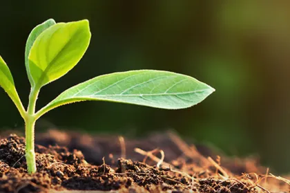 picture of a plant growing